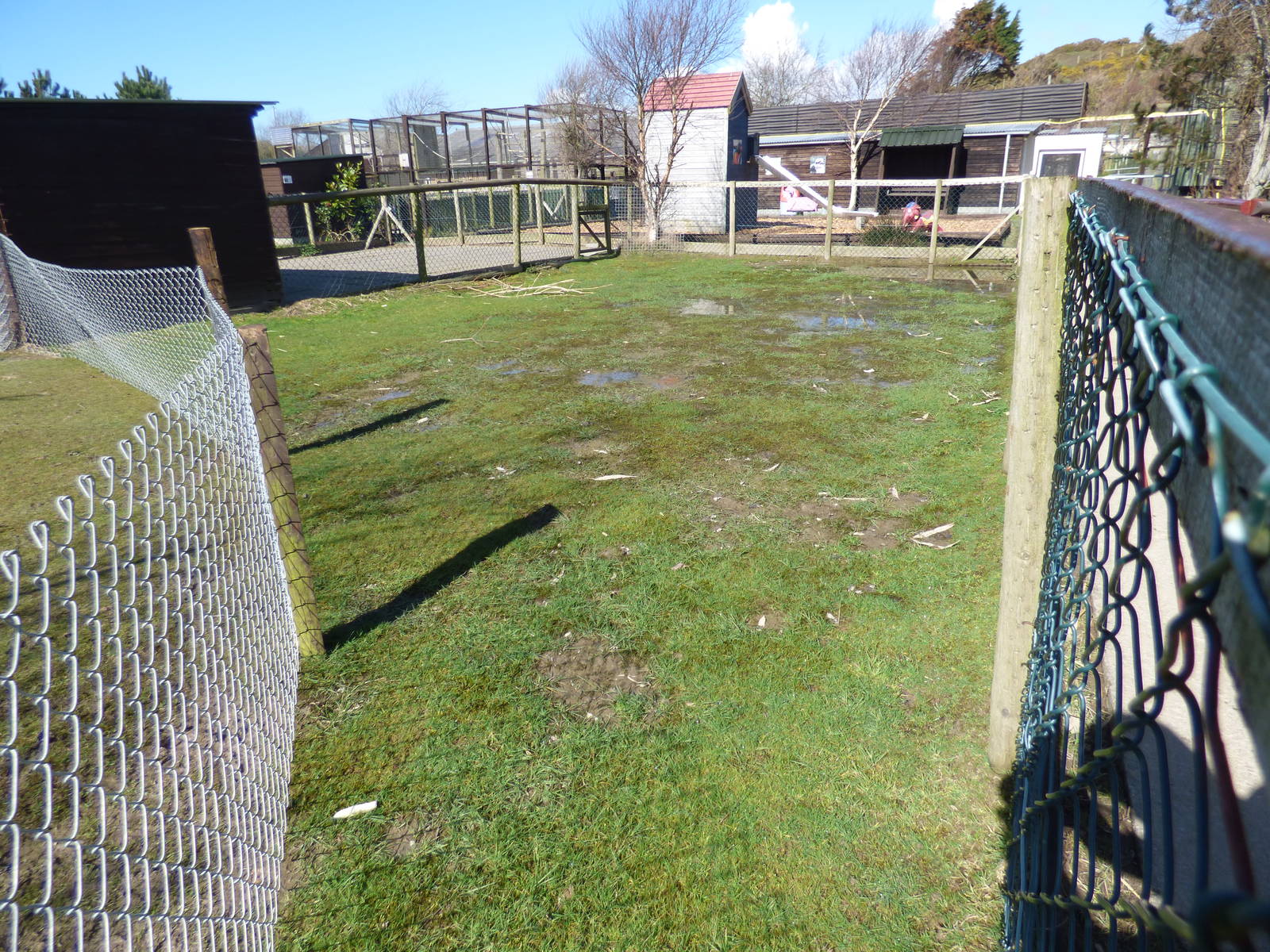 Flooded Bennett's Wallaby Enclosure
