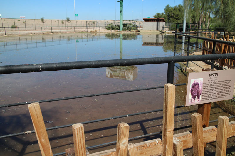 flooded bison yard