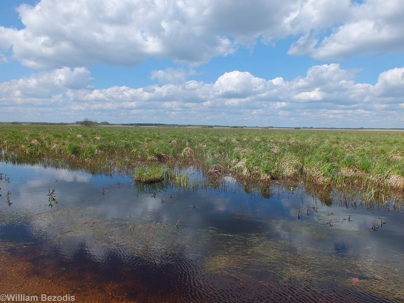 Flooded Fields- Biebrza Marshes