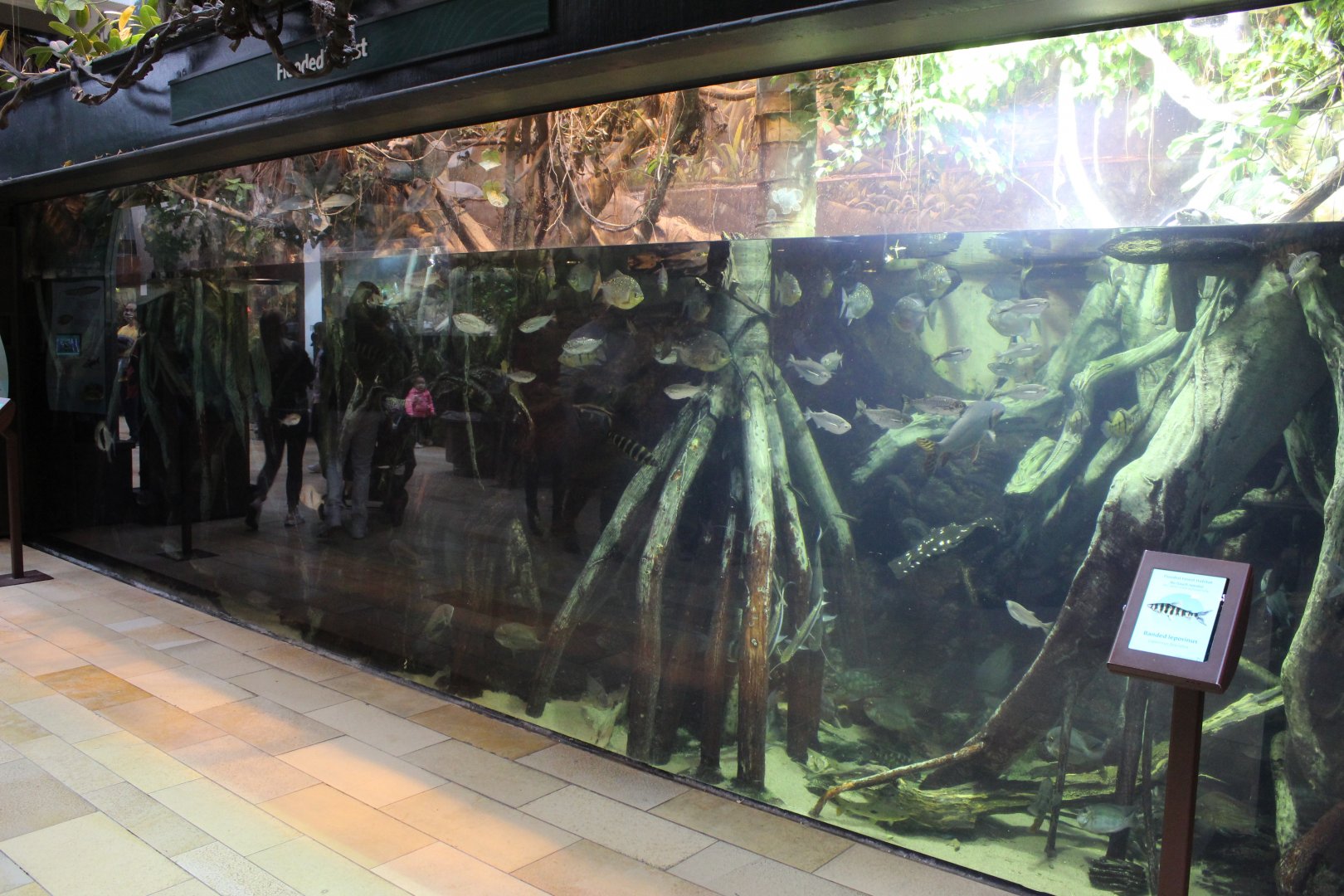 Flooded Forest - Amazon Rising