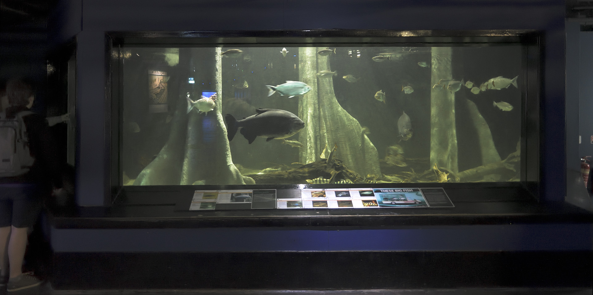 Flooded forest aquarium