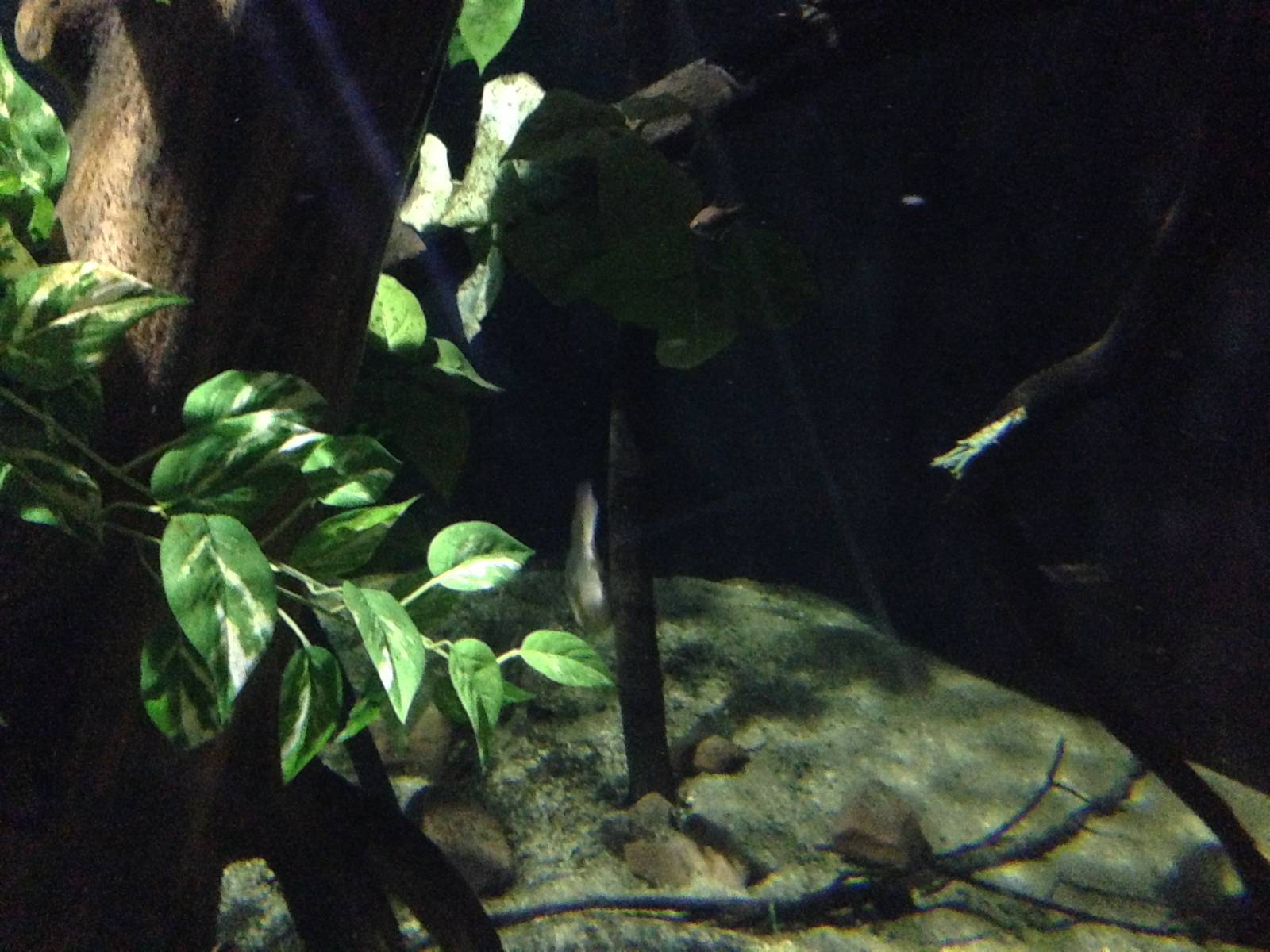 Flooded Forest at Blue Planet Aquarium - 05/10/2013