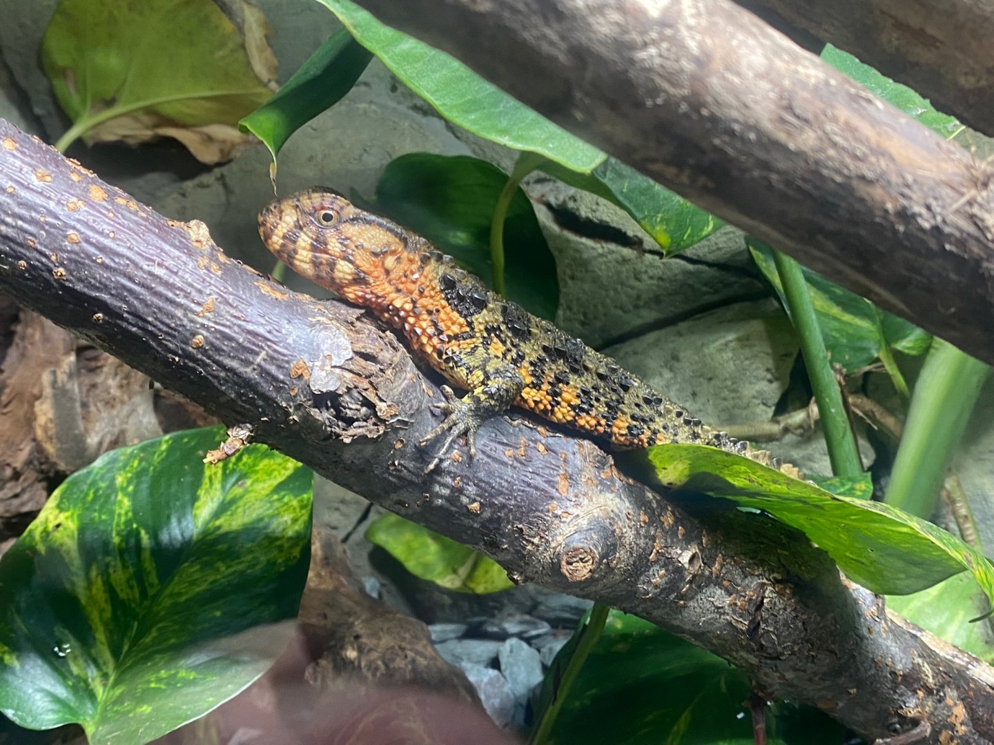 Flooded Forest - Chinese crocodile lizard 251123