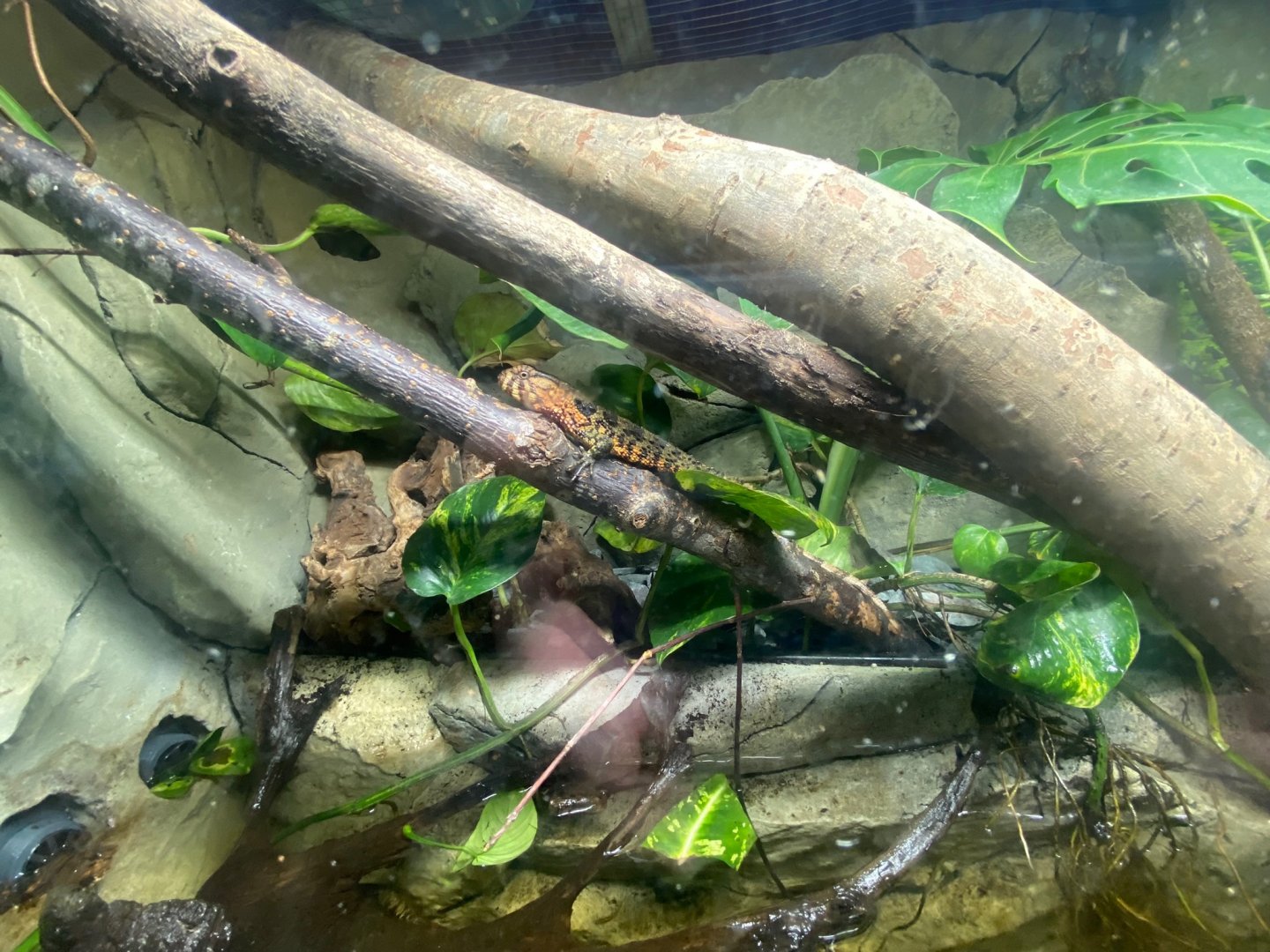 Flooded Forest - Chinese crocodile lizard exhibit 251123