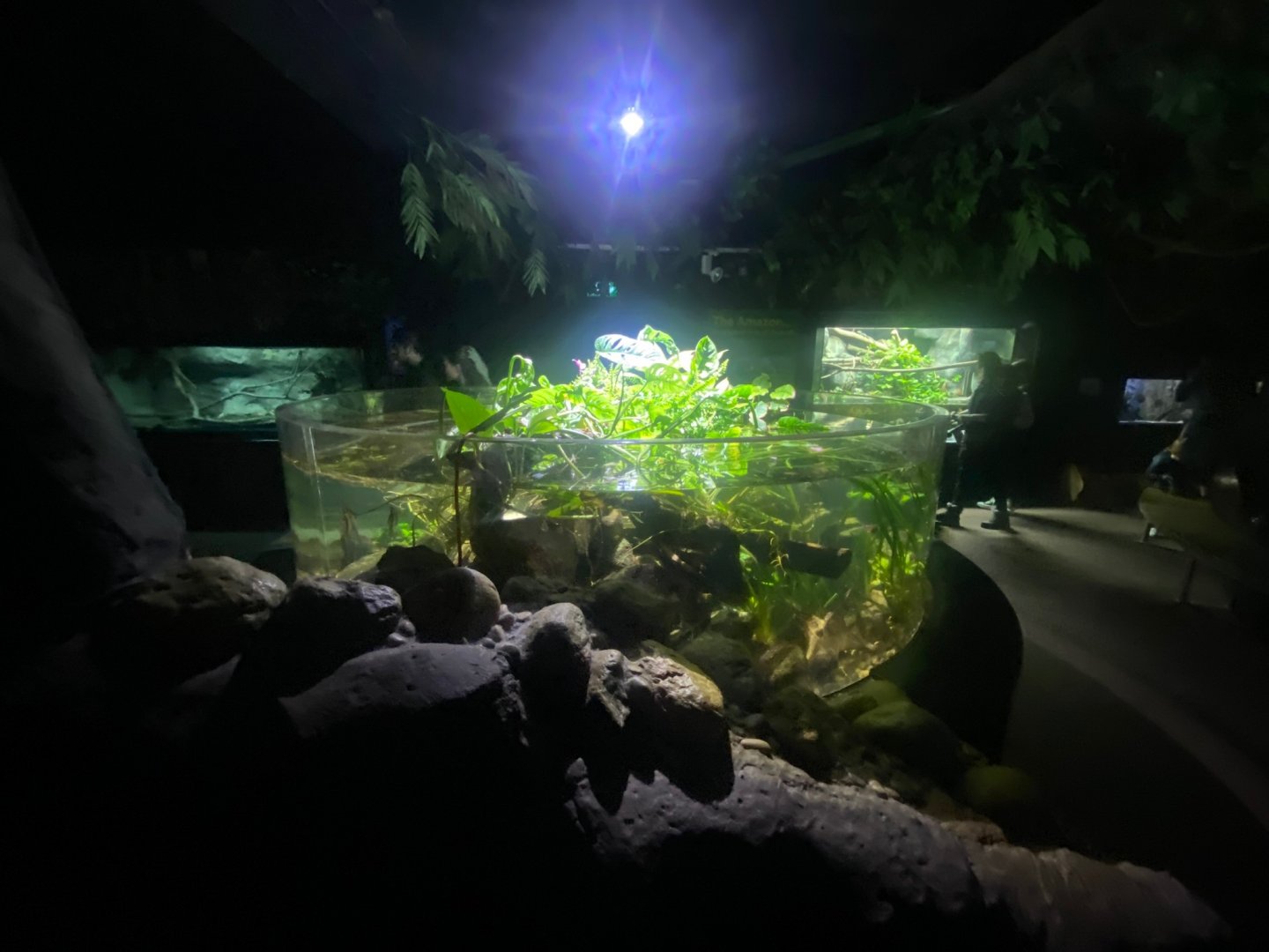 Flooded Forest exhibit 251123