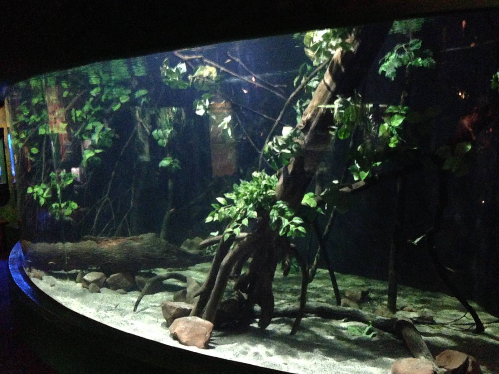 Flooded Forest Exhibit at Blue Planet Aquarium - 05/10/2013