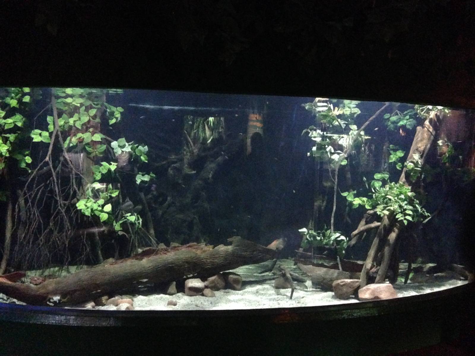 Flooded Forest Exhibit at Blue Planet Aquarium - 05/10/2013