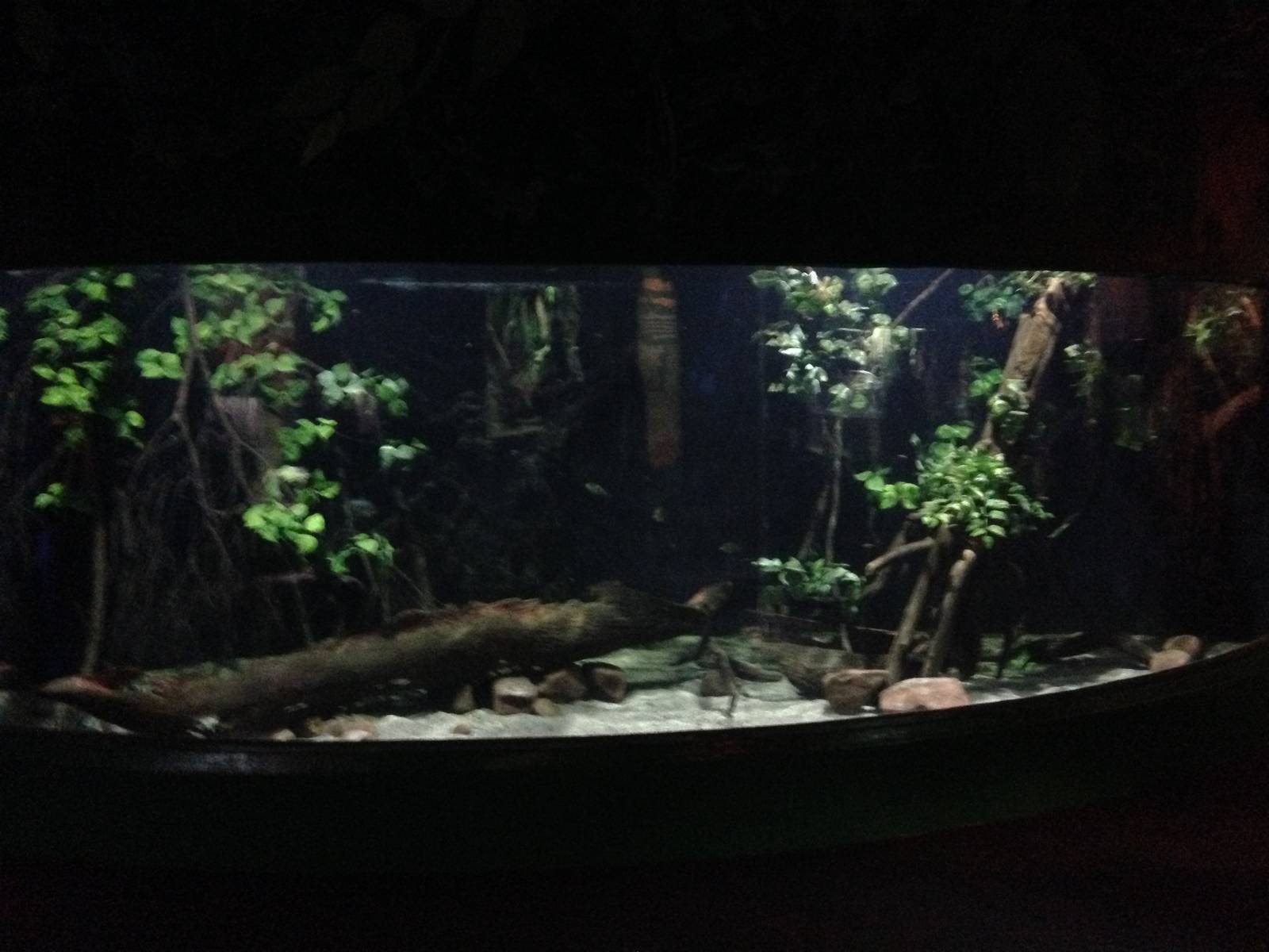 Flooded Forest Exhibit at Blue Planet Aquarium - 05/10/2013