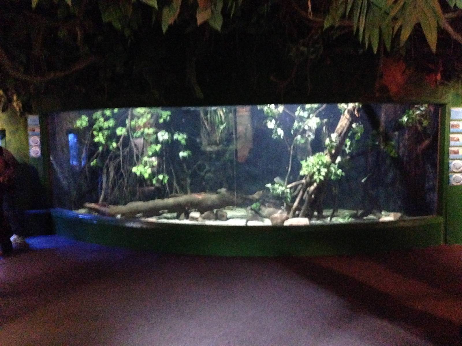 Flooded Forest Exhibit at Blue Planet Aquarium - 05/10/2013