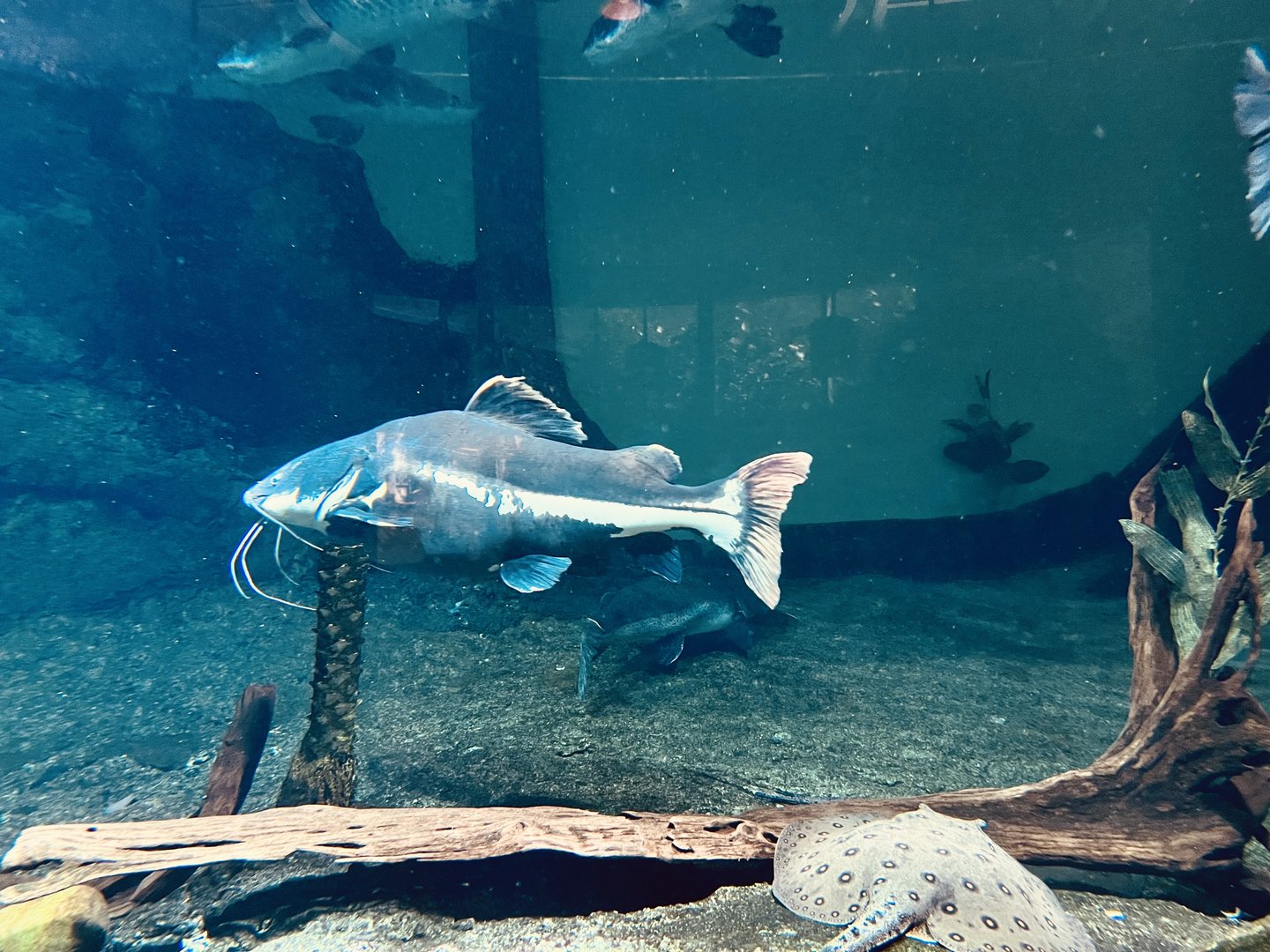 Flooded Forest Exhibit