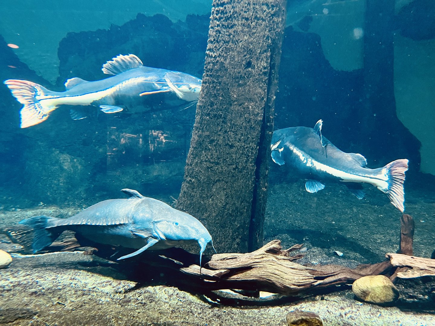 Flooded Forest Exhibit