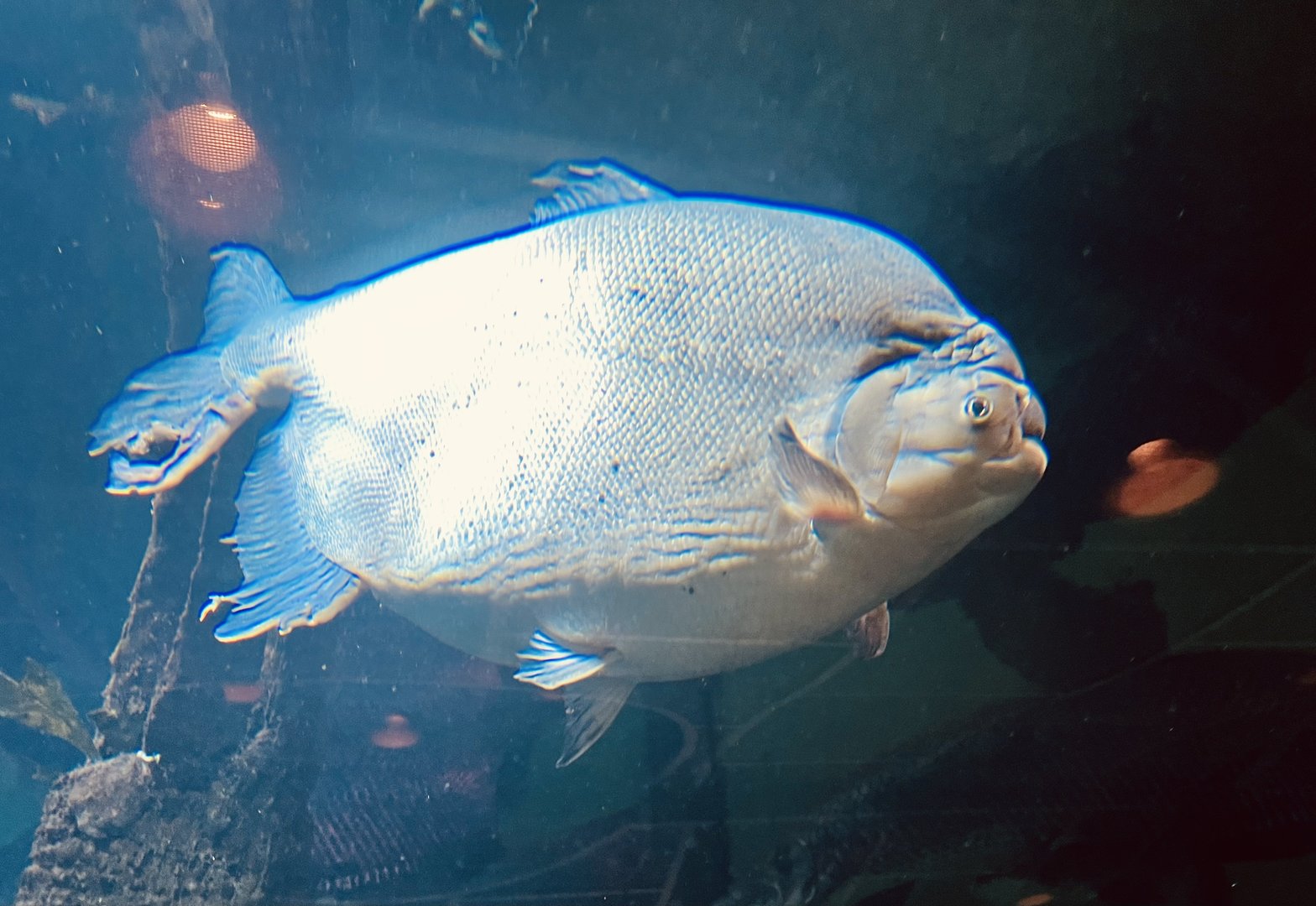 Flooded Forest Exhibit