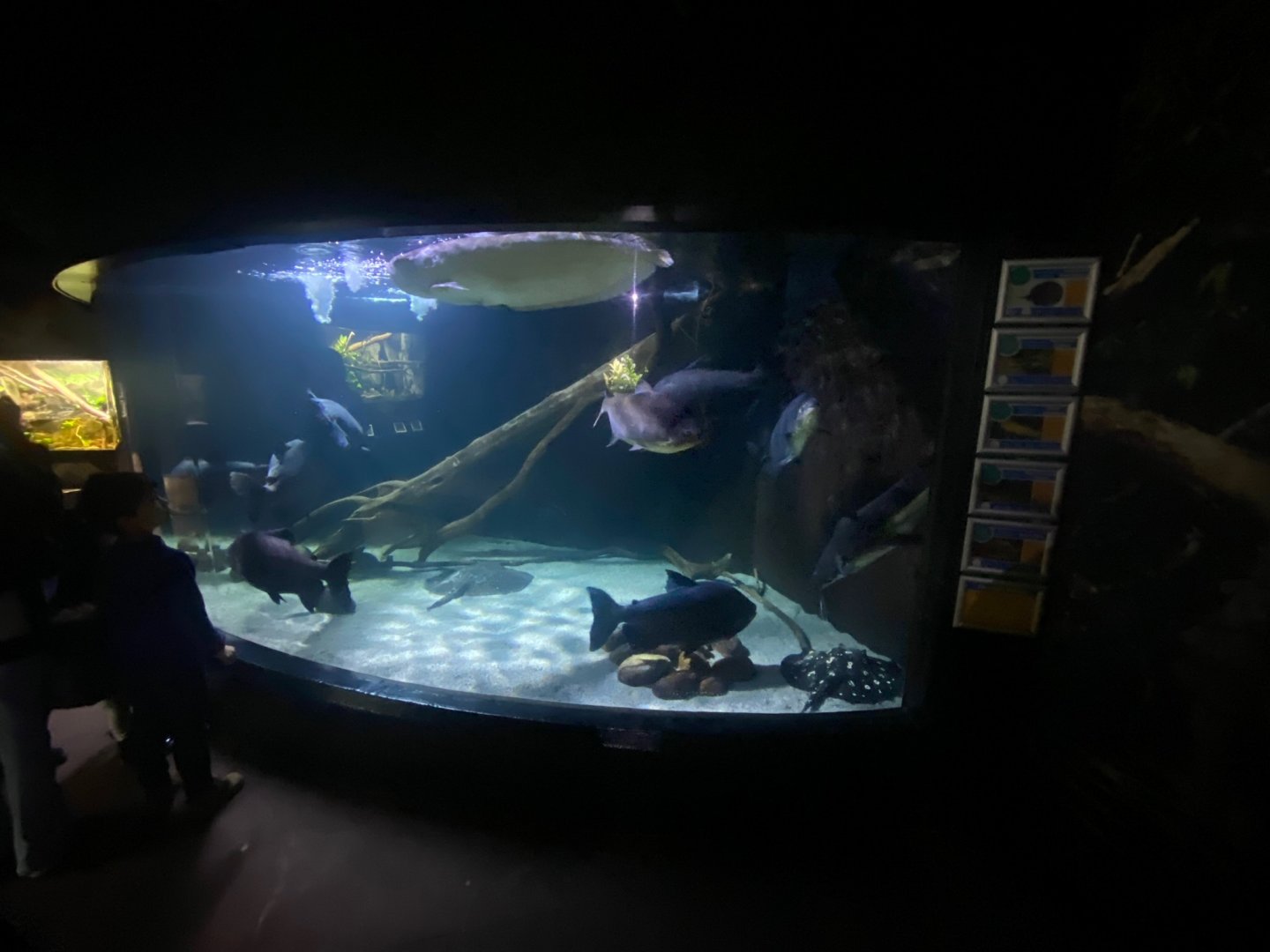 Flooded Forest - mixed exhibit 251123