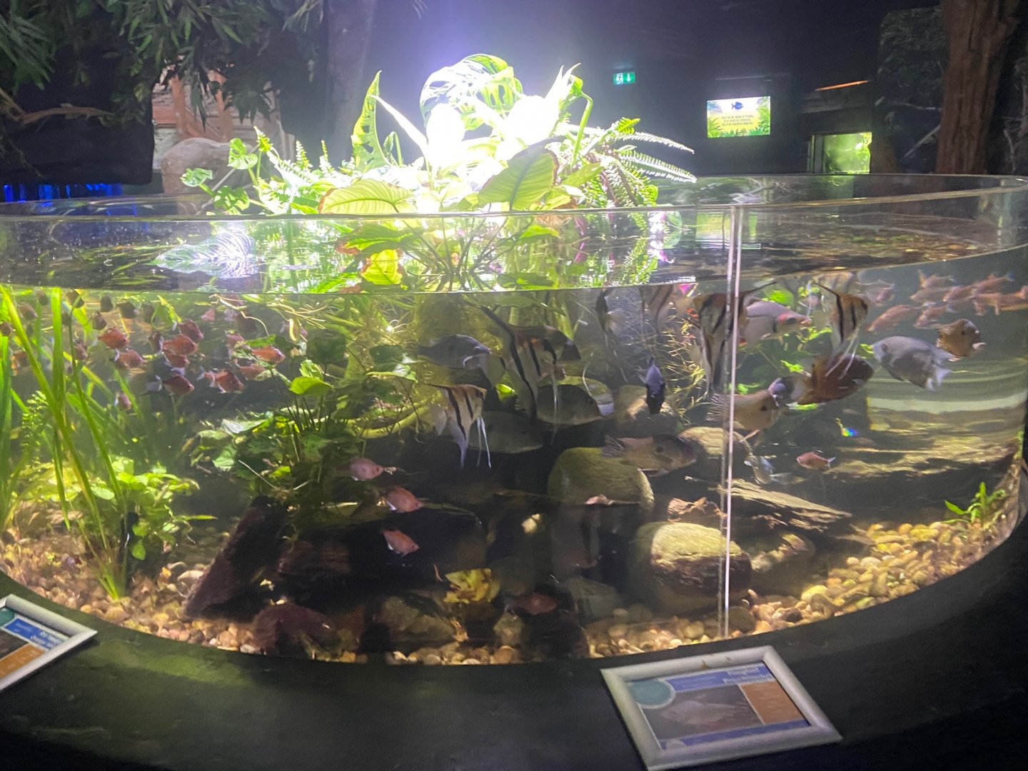 Flooded Forest - mixed exhibit 251123