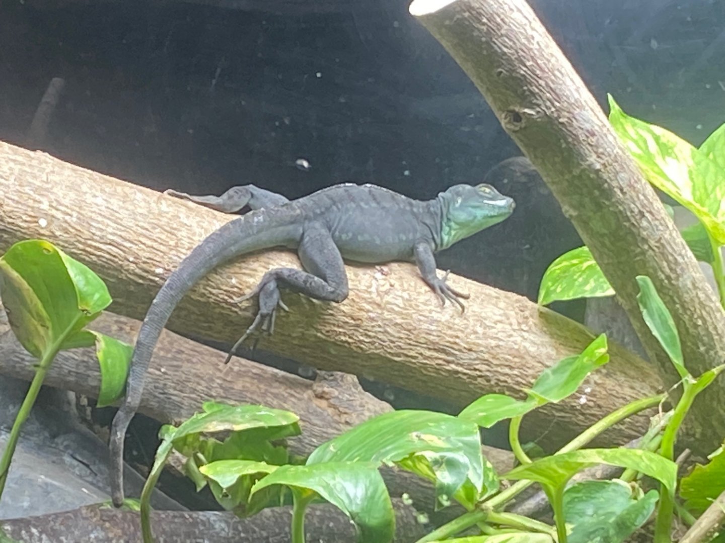 Flooded Forest - Plumed basilisk 251123