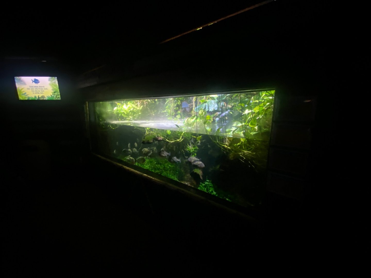 Flooded Forest - Red-bellied piranha exhibit 251123