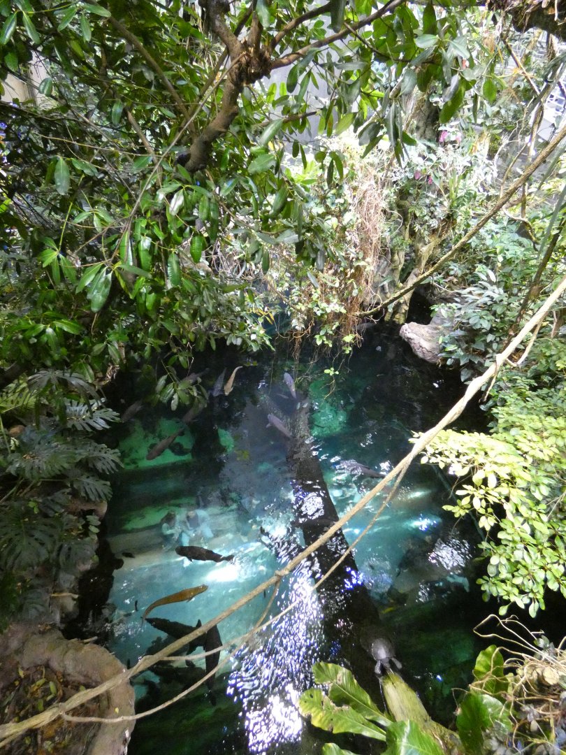 Flooded forest tank viewed from the rainforest