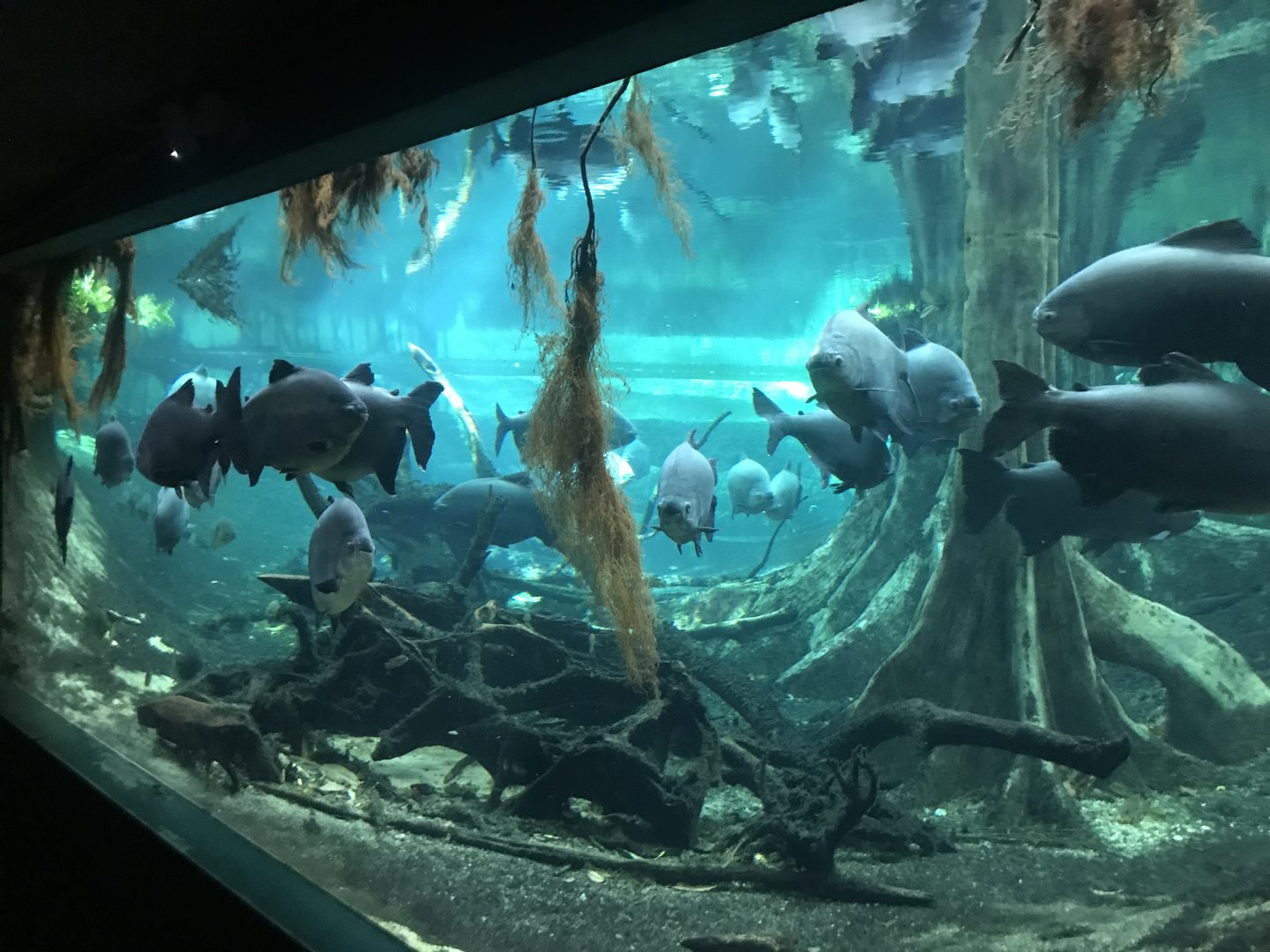 Flooded forest tank