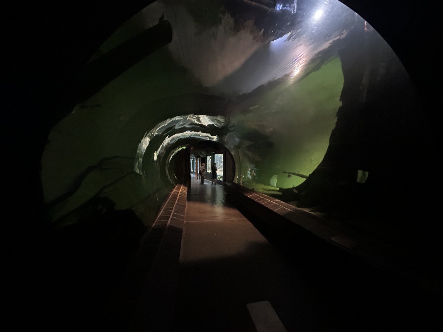 Flooded Forest Tunnel - Aquarium-Terrarium