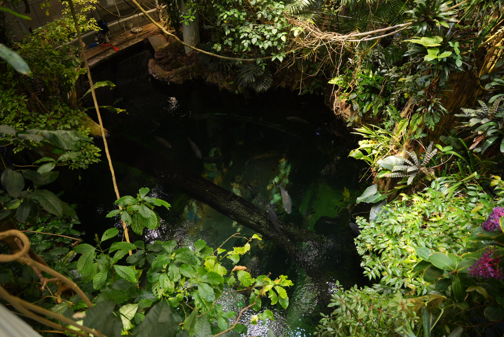 Flooded Forest view from the second floor (Osher Rainforest Dome)