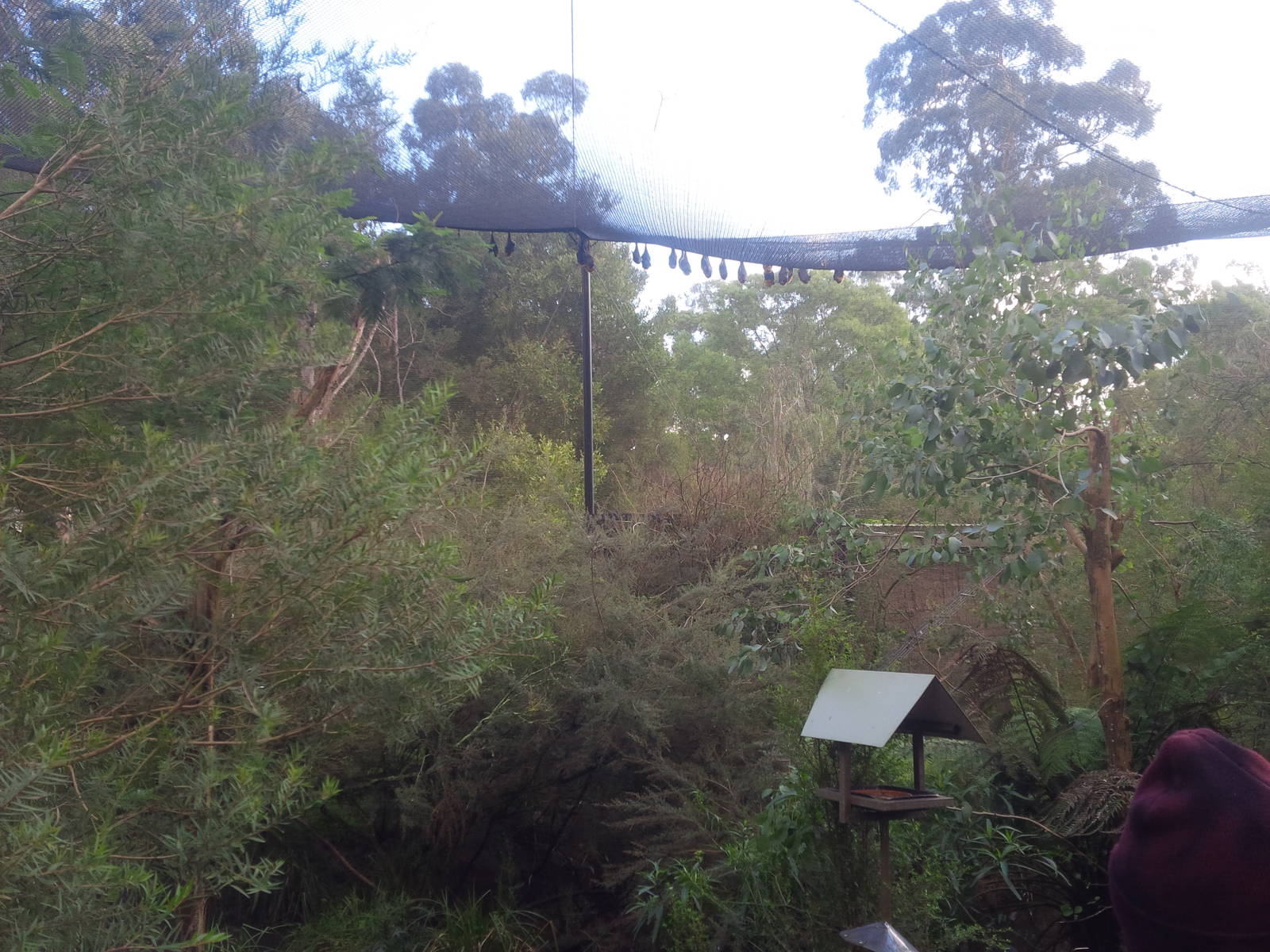 Flooded forrest avairy with  Flying Foxes