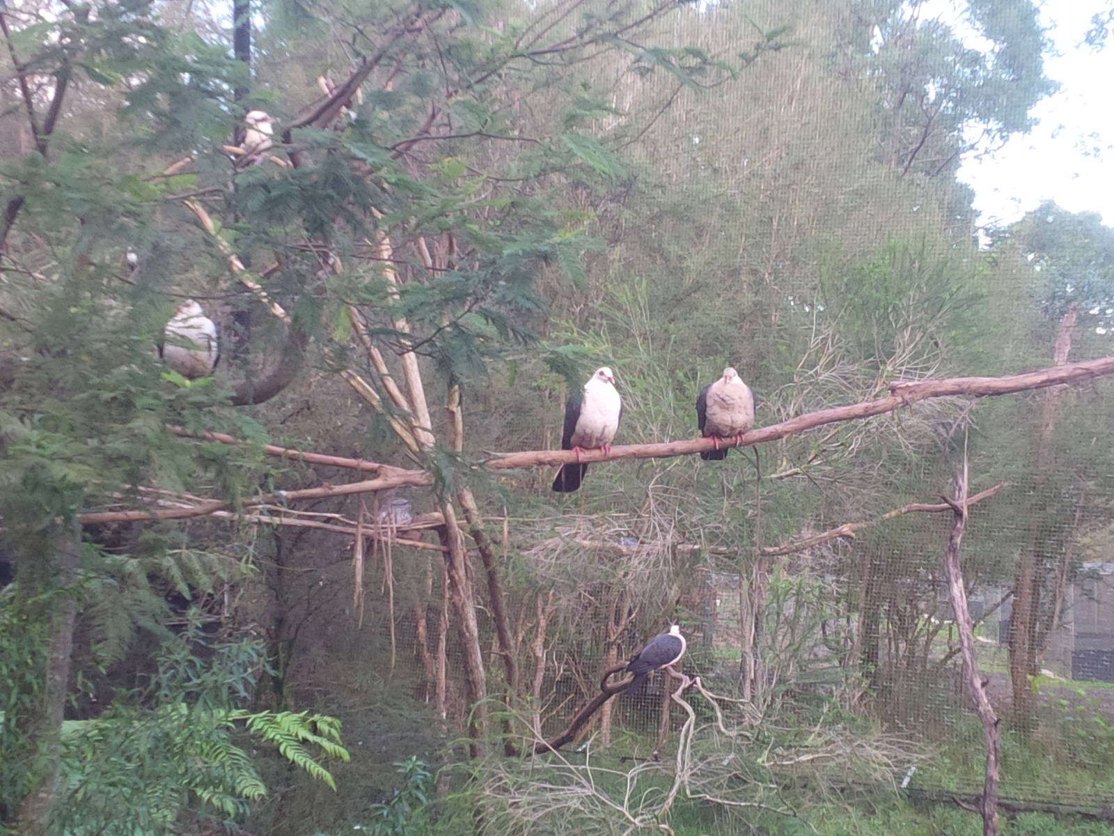 Flooded Forrest avairy