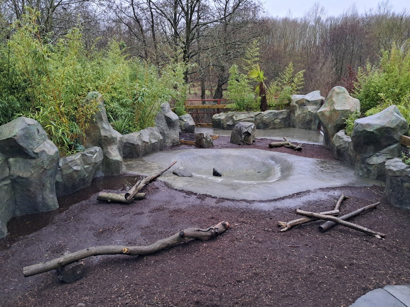 Flooded Pygmy hippo outdoor enclosure- 5/1/2025