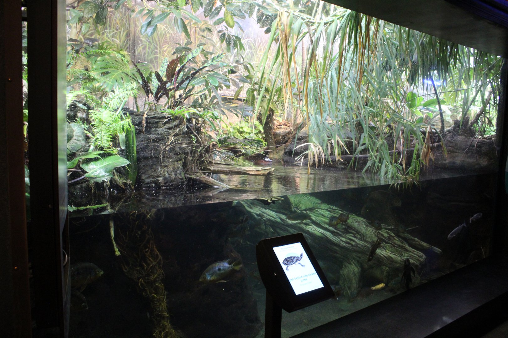 Floodplain Tank - Amazon Rising