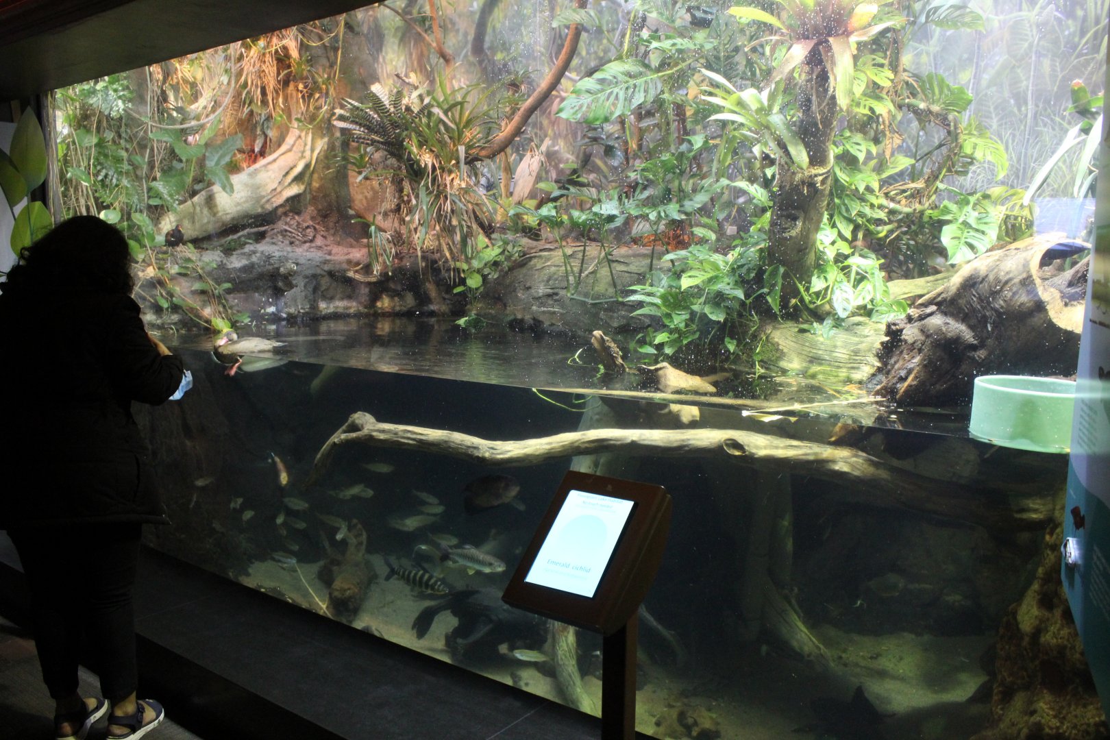 Floodplain Tank - Amazon Rising