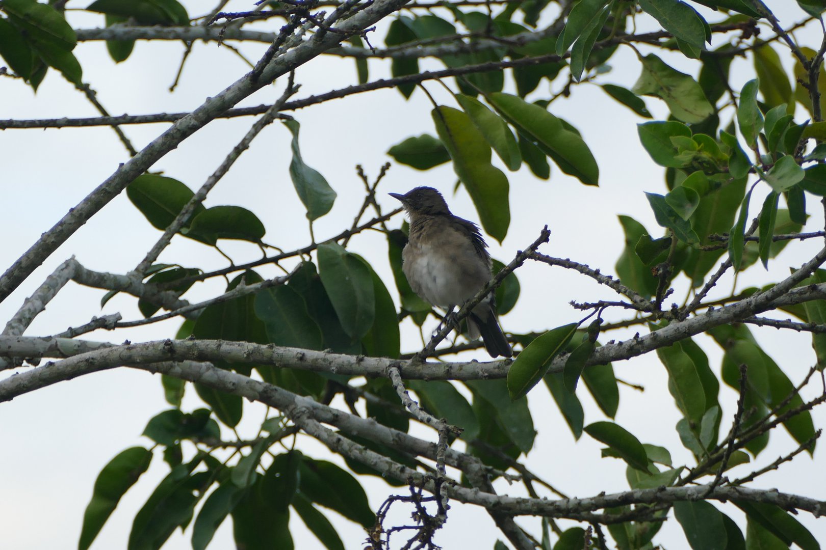 Floodplain thrush