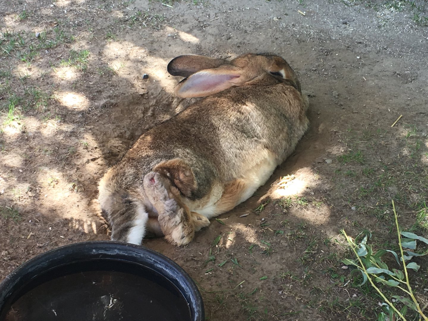 Floofy Flemish Giant