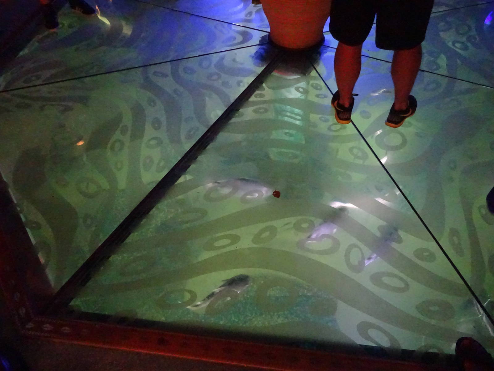 Floor Aquarium at SeaWorld Orlando