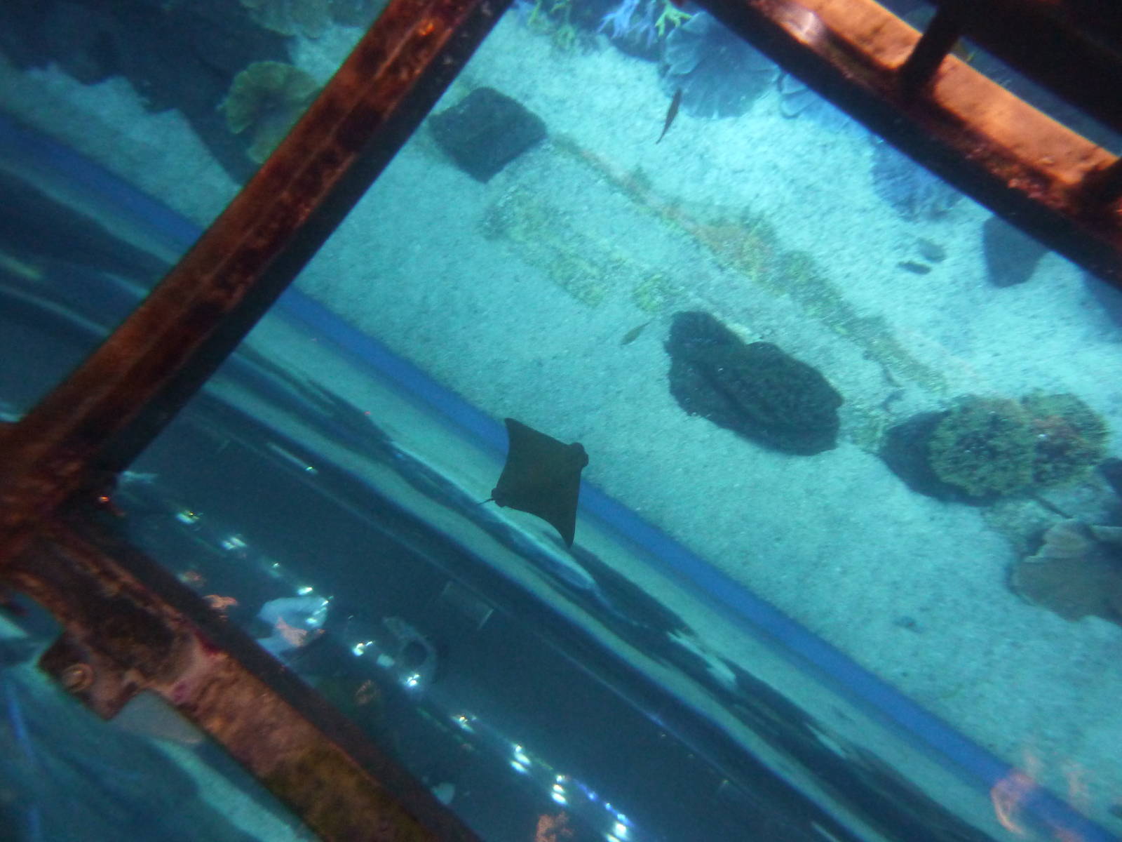 Floor of cage & main tank