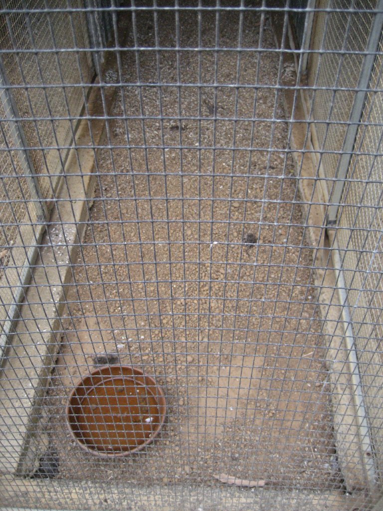 Floor of parrot aviaries