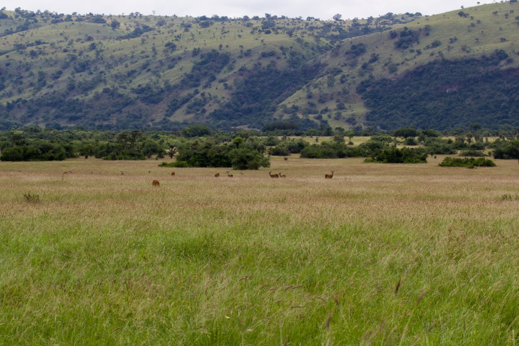 Floor of the Albertine Rift Valley, with Ugandan Kob