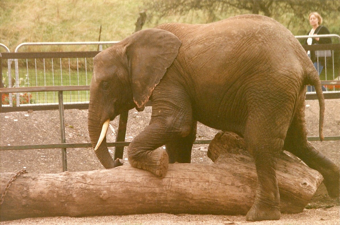 Flora 19th September 1998