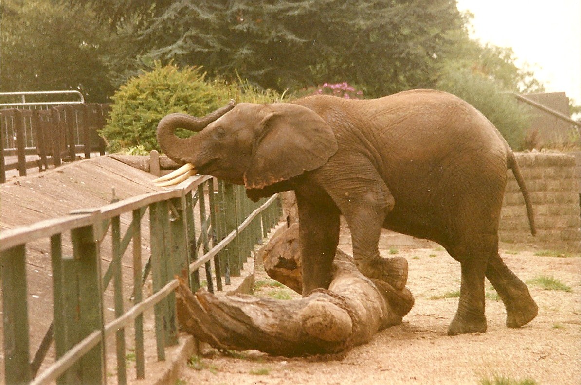 Flora 19th September 1998