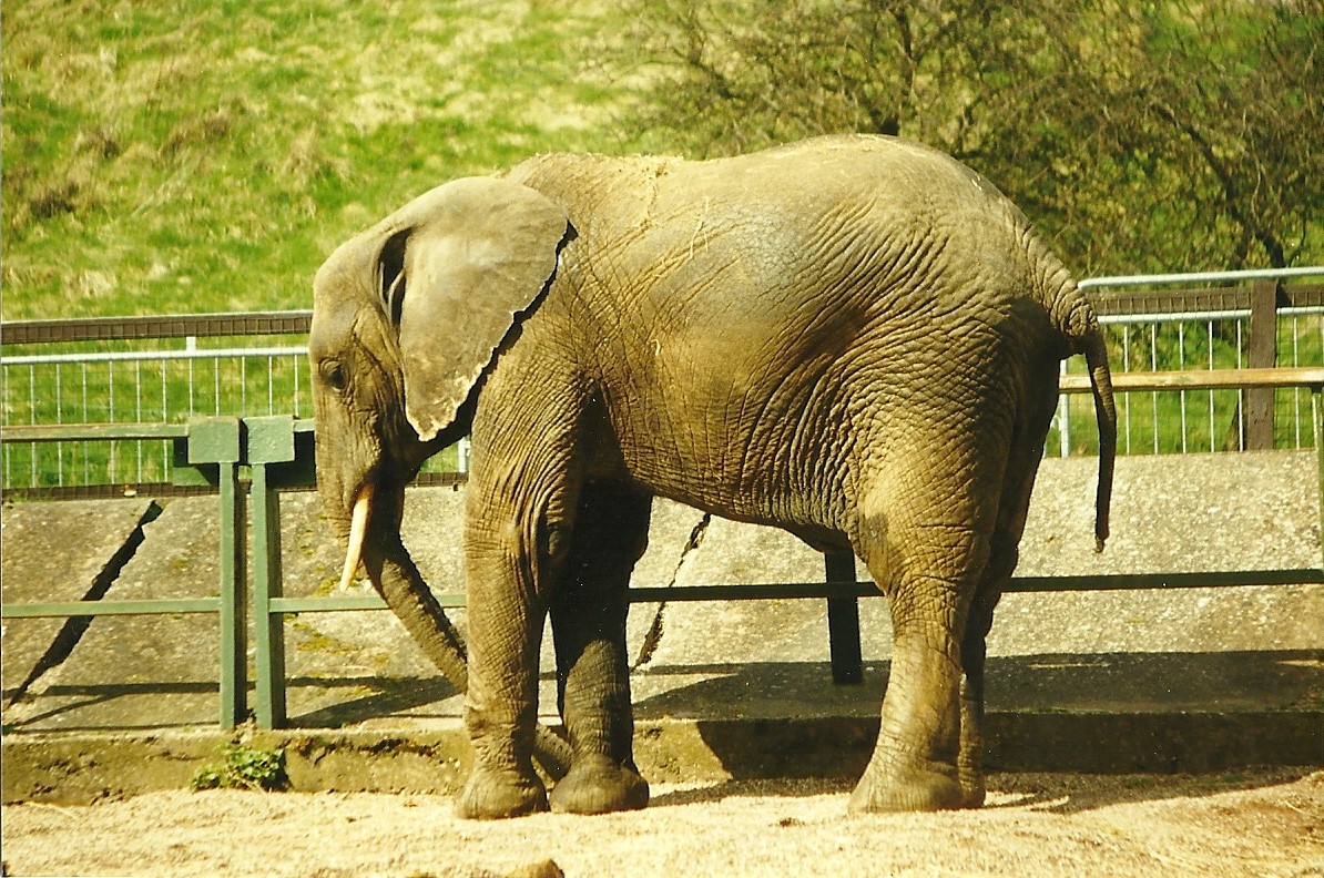 Flora 27th March 1999