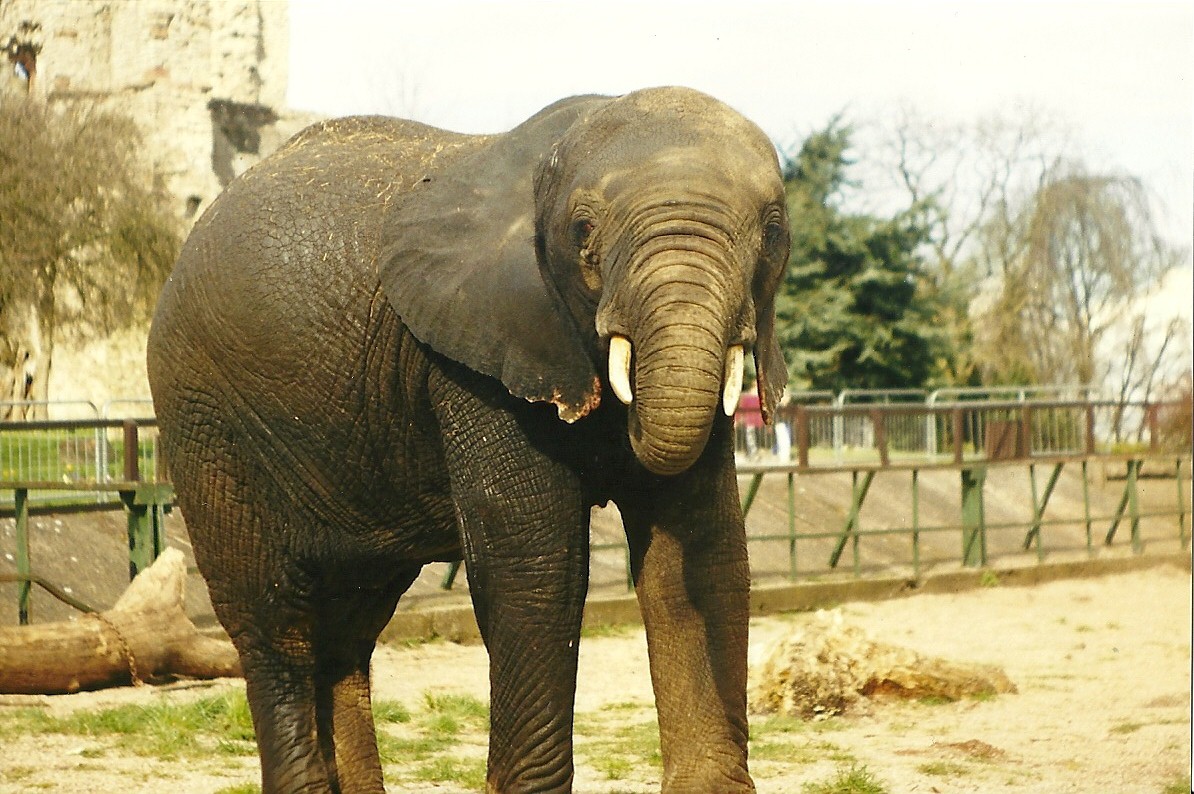 Flora 27th March 1999