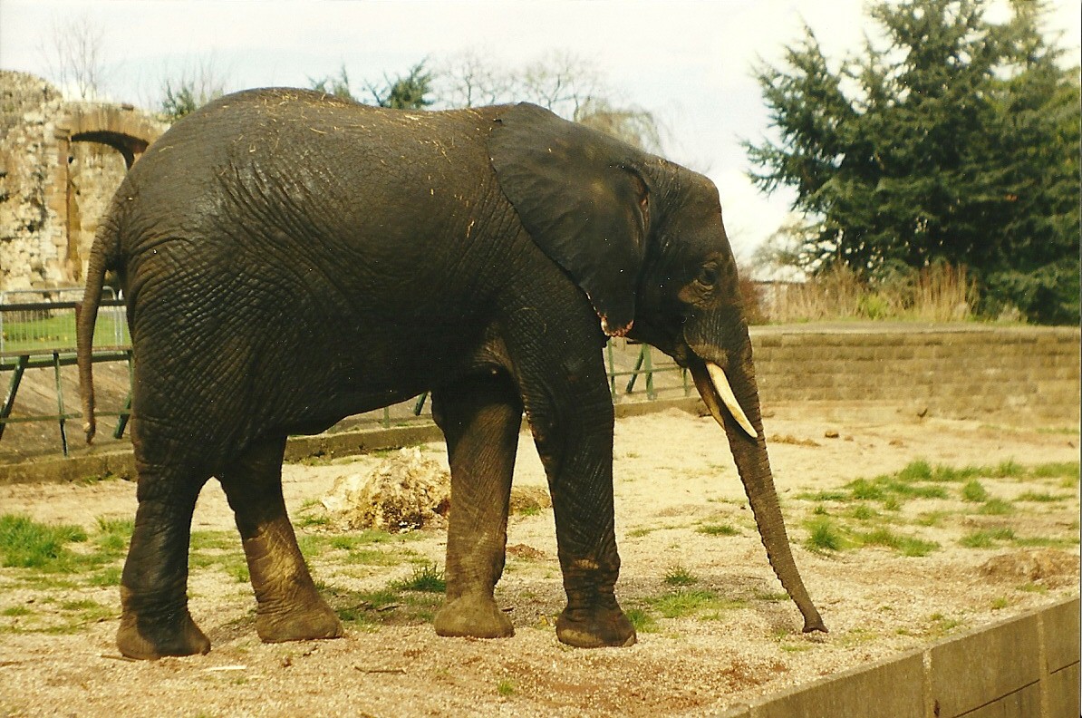 Flora 27th March 1999