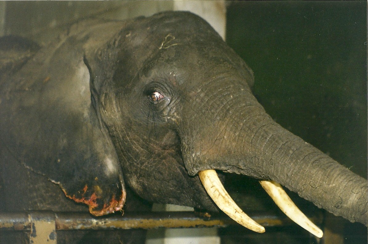 Flora 4th April 1998