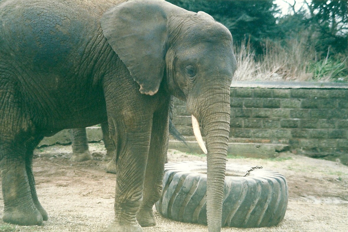 Flora 8th March 2000