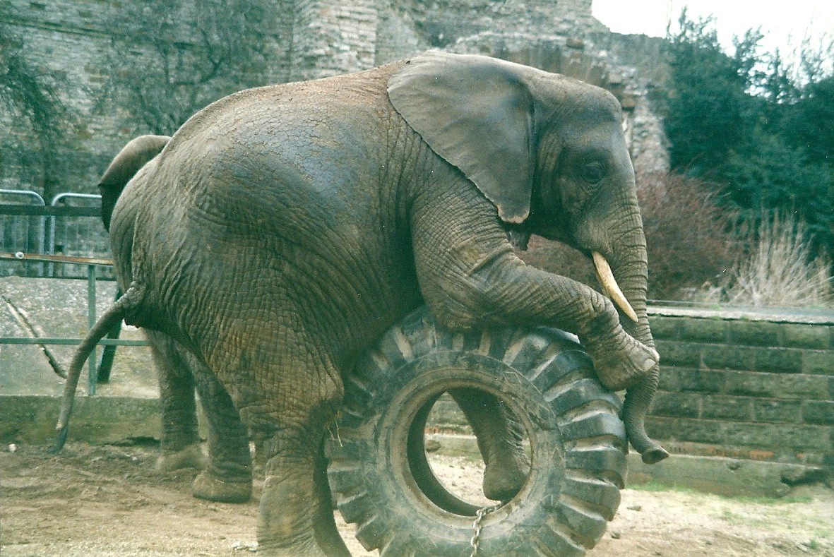 Flora 8th March 2000