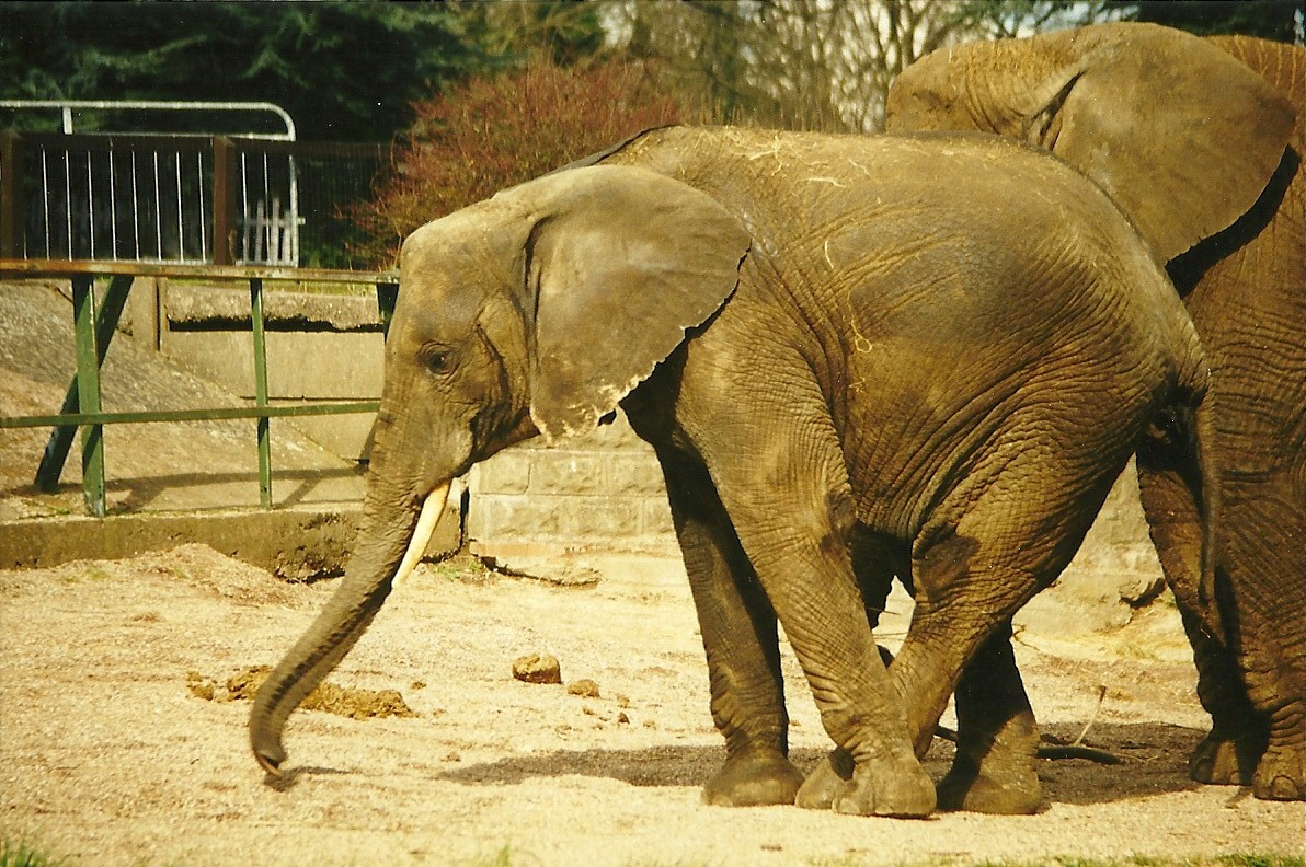 Flora (and a bit of Flossie) 27th March 1999