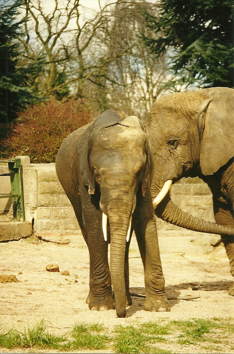 Flora and Flossie 27th March 1999