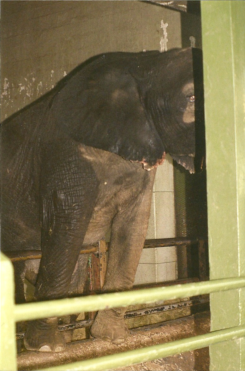 Flora half over the barrier 27th March 1999