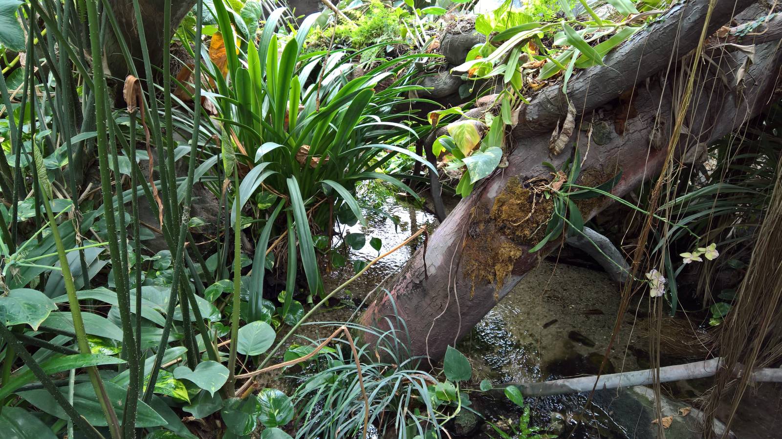 Flora in the Indonesian jungle pavilion