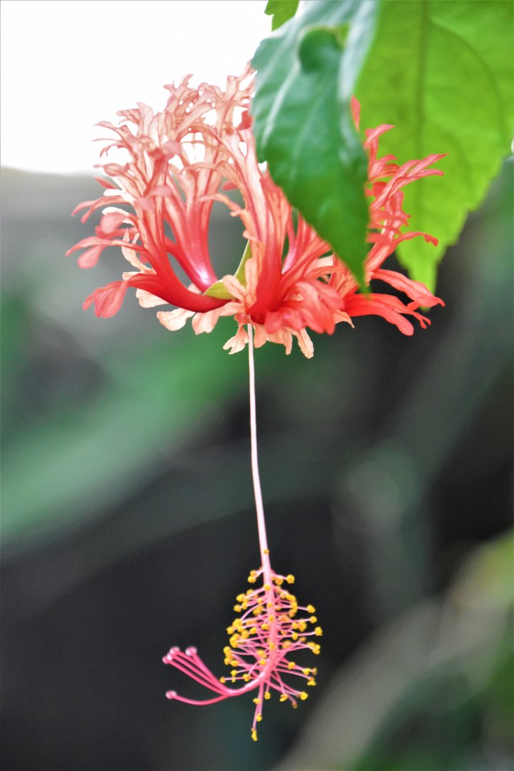 Flora in the Rainforest Hall