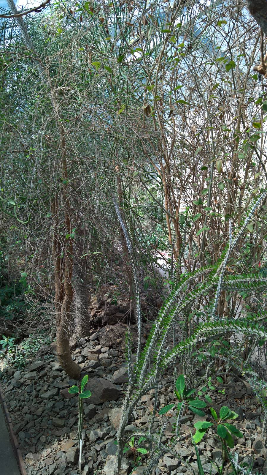 Flora in the Succulents Greenhouse