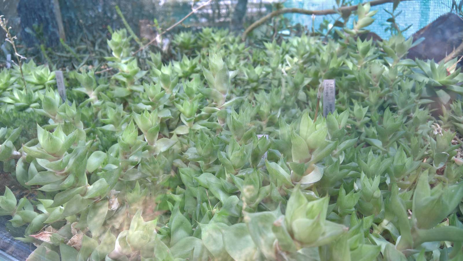 Flora in the Succulents Greenhouse